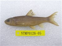 藏品(臺灣鏟頜魚)的圖片